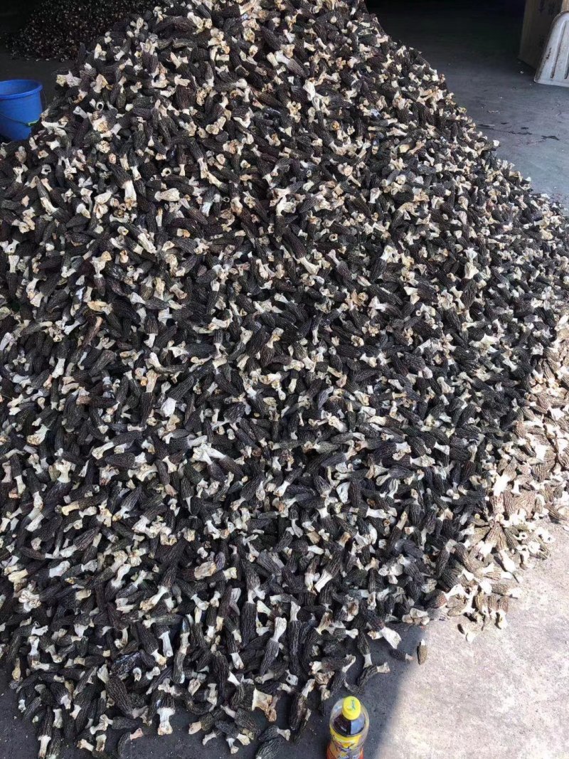 批发羊肚菌