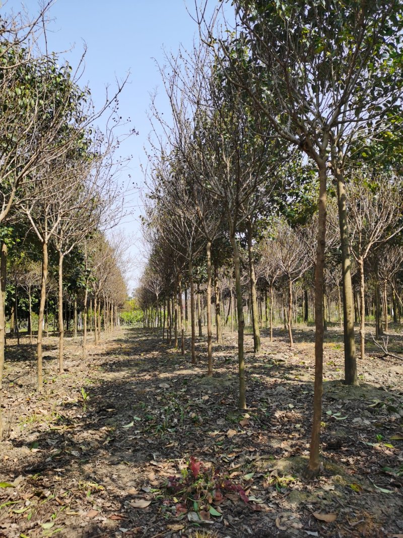 紫薇紫薇价格高杆紫薇紫薇批发占地紫薇绿化工苗木