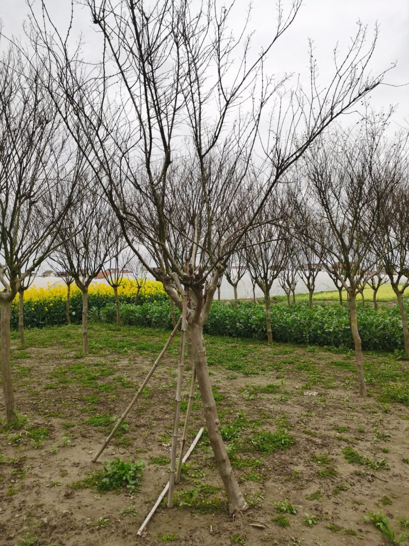 紫薇紫薇价格高杆紫薇紫薇批发占地紫薇绿化工苗木