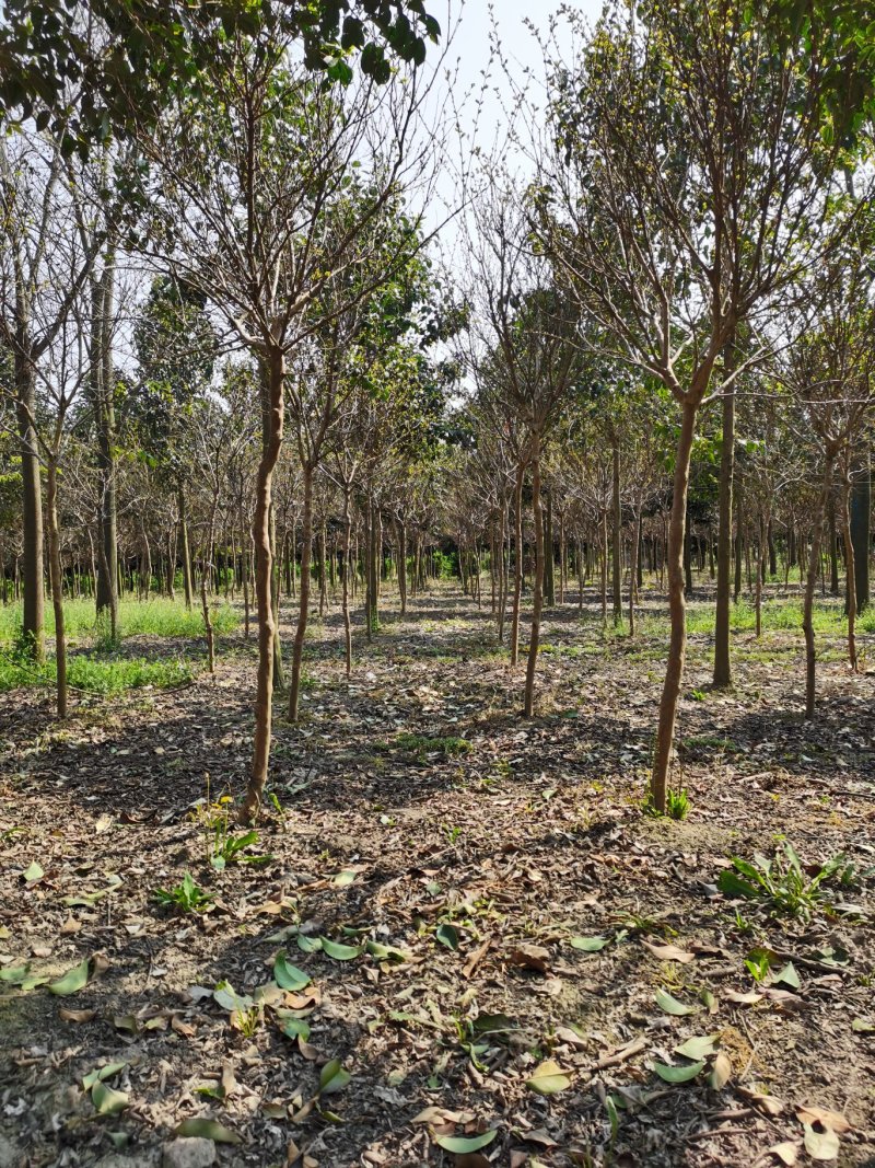 紫薇紫薇价格高杆紫薇紫薇批发占地紫薇绿化工苗木
