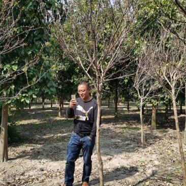 紫薇紫薇价格高杆紫薇紫薇批发占地紫薇绿化工苗木
