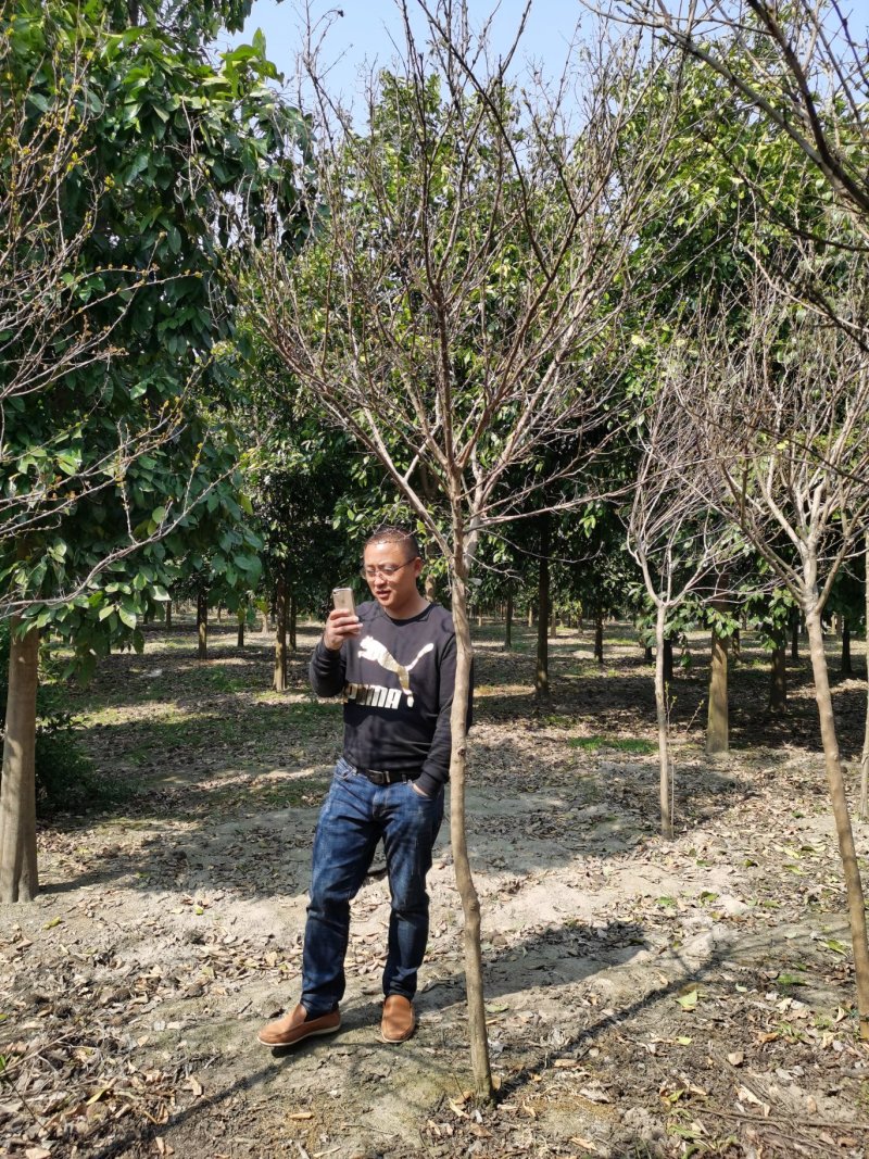 紫薇紫薇价格高杆紫薇紫薇批发占地紫薇绿化工苗木