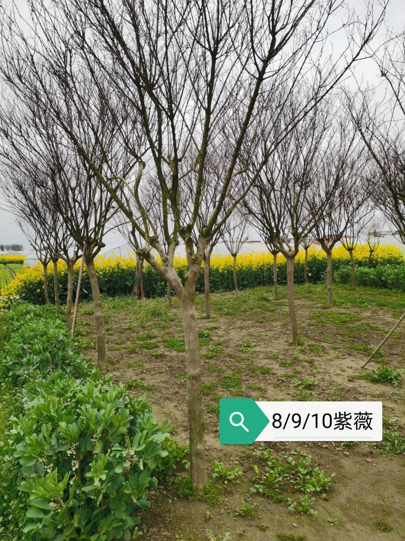 紫薇紫薇价格高杆紫薇紫薇批发占地紫薇绿化工苗木