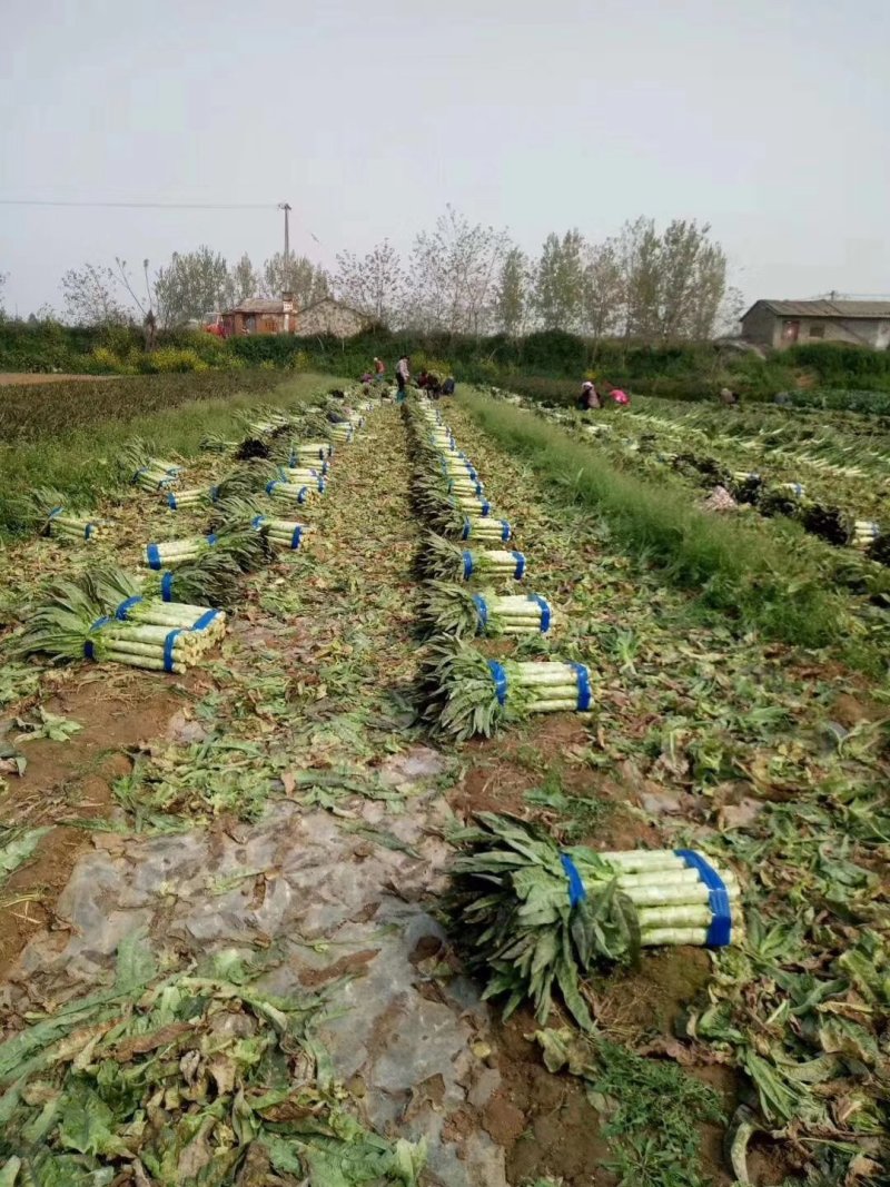 河南新野优质莴苣，基地中欢迎大家前来选购。