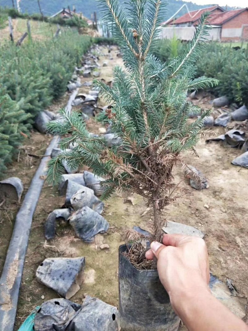 云杉苗