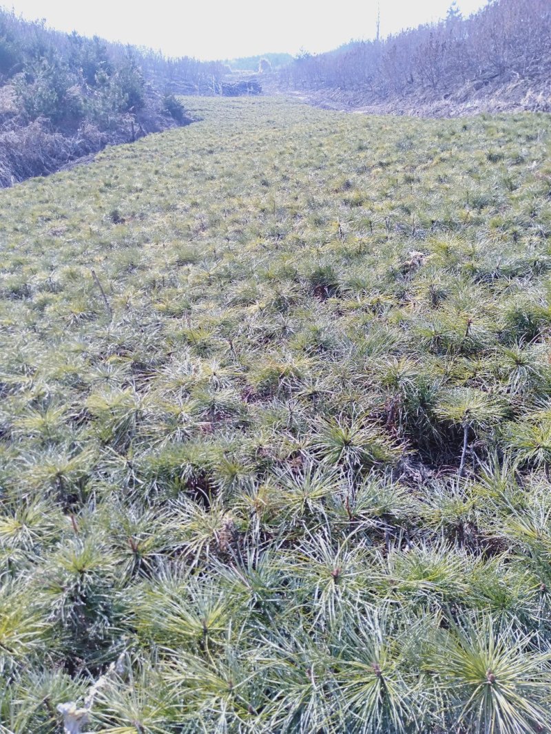 红松