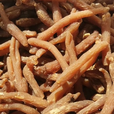 即食小红参