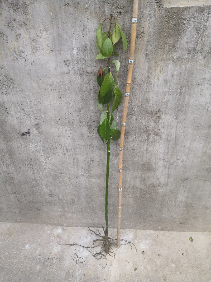 小叶香樟小苗零售批发，农户自产自销，快递发货，全国包邮