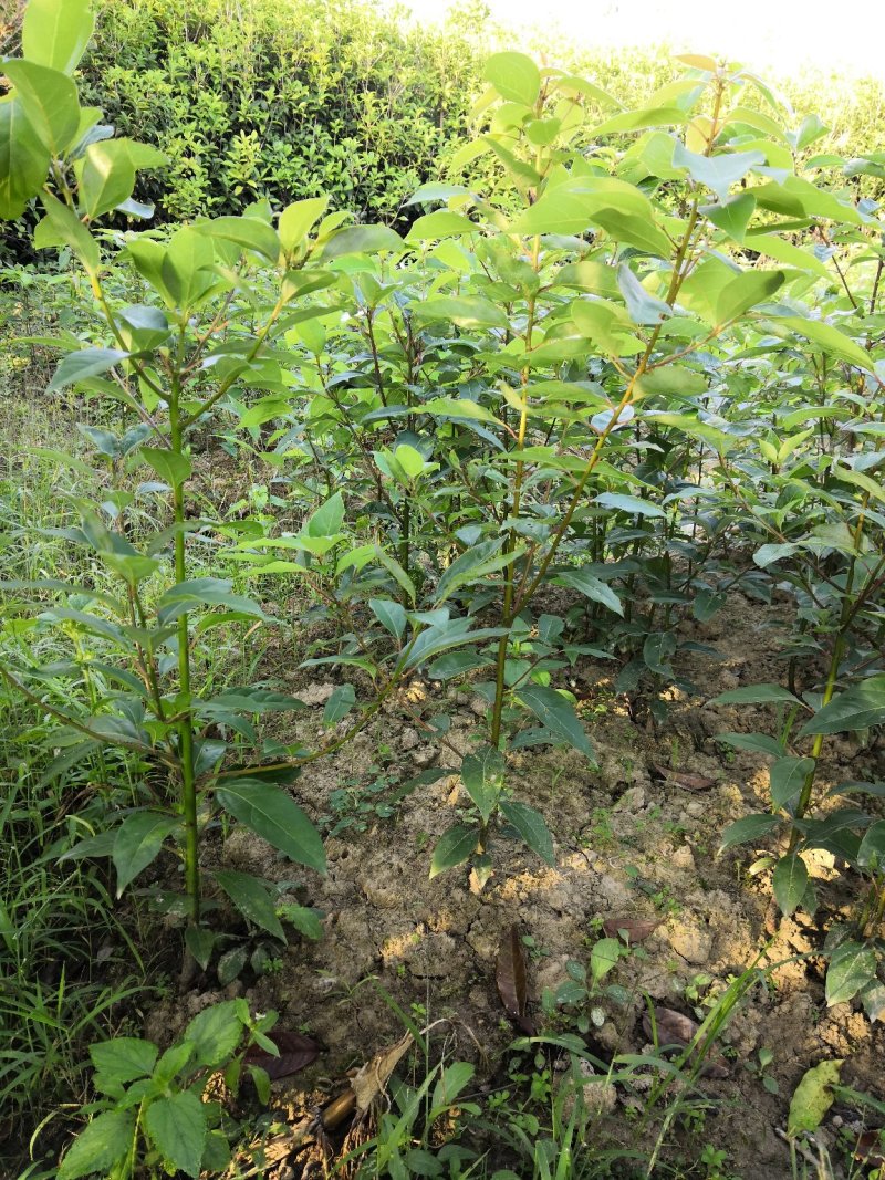 小叶香樟小苗零售批发，农户自产自销，快递发货，全国包邮