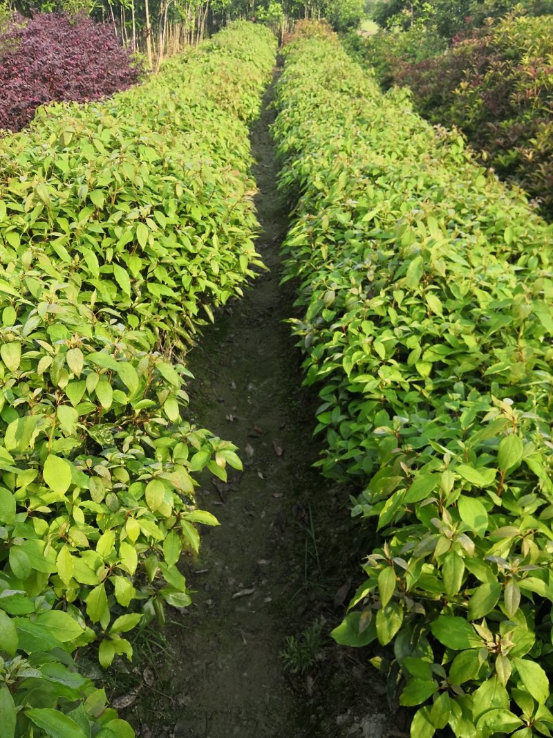小叶香樟小苗零售批发，农户自产自销，快递发货，全国包邮