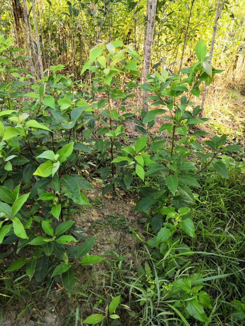 小叶香樟小苗零售批发，农户自产自销，快递发货，全国包邮