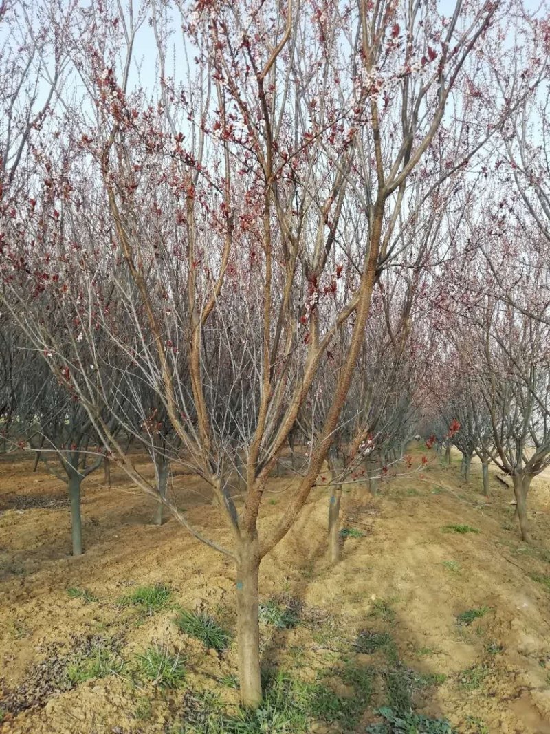 6～15公分红叶李，分枝点80