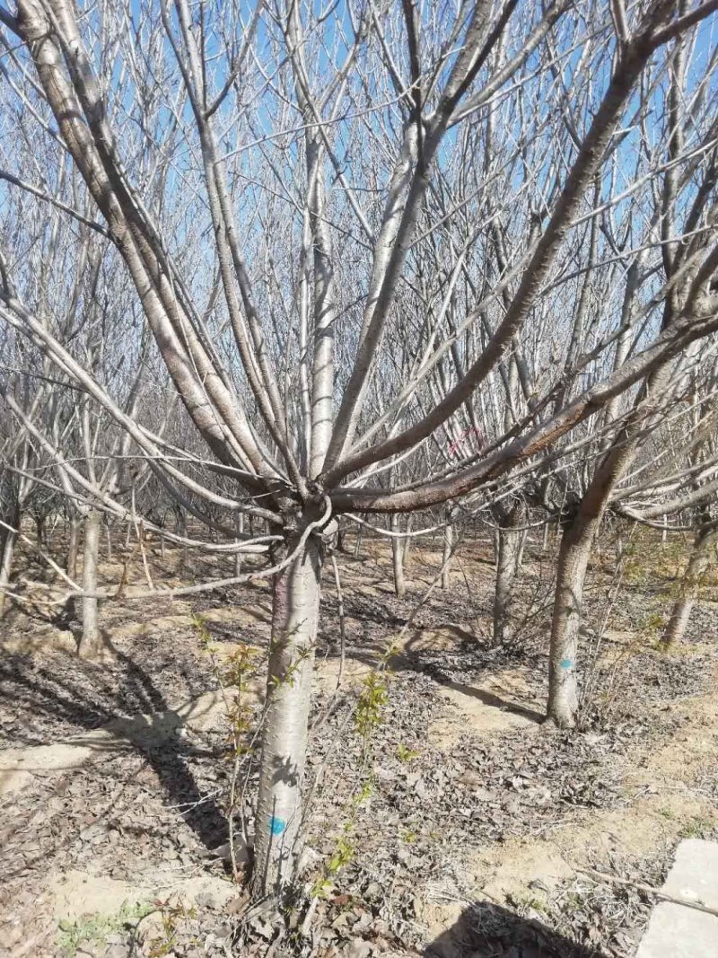 8～12种植樱花树，分枝点80