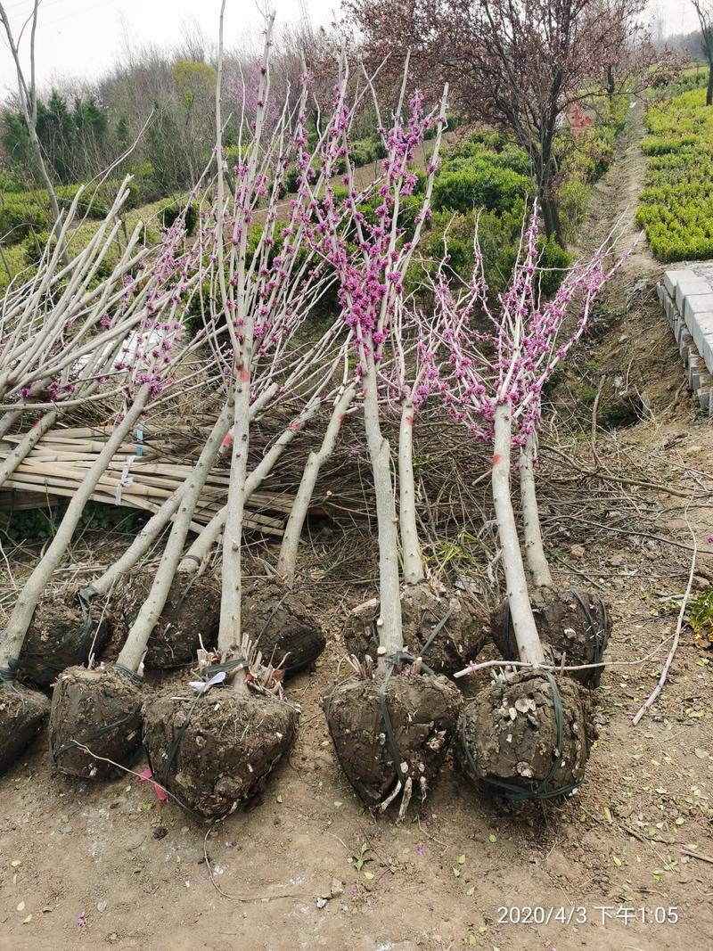 丛生紫荆冠幅1.5米独杆紫荆树桩紫荆