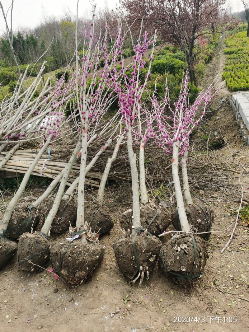 丛生紫荆冠幅1.5米独杆紫荆树桩紫荆