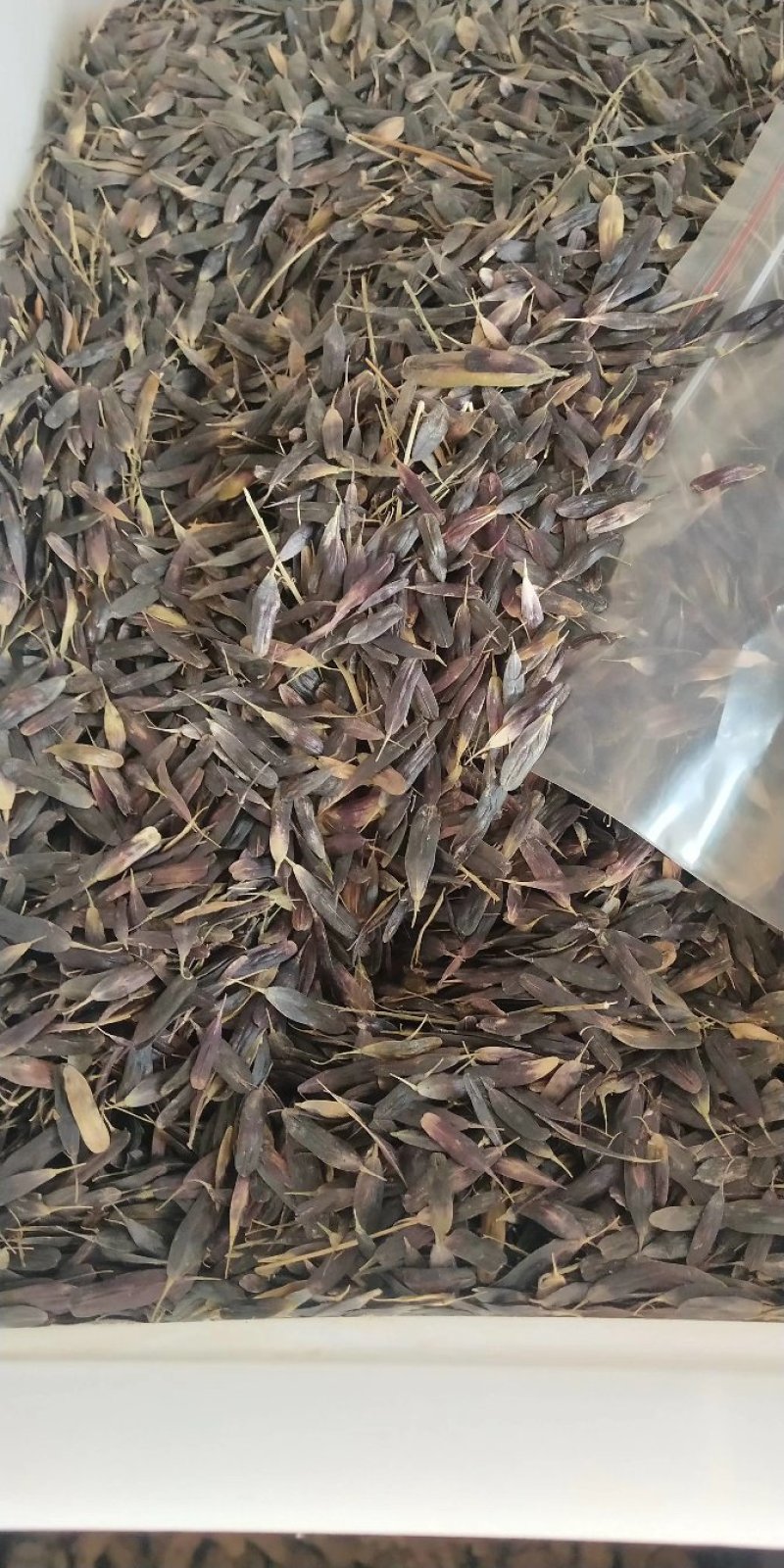 纯新板蓝根籽（小叶大叶都有）