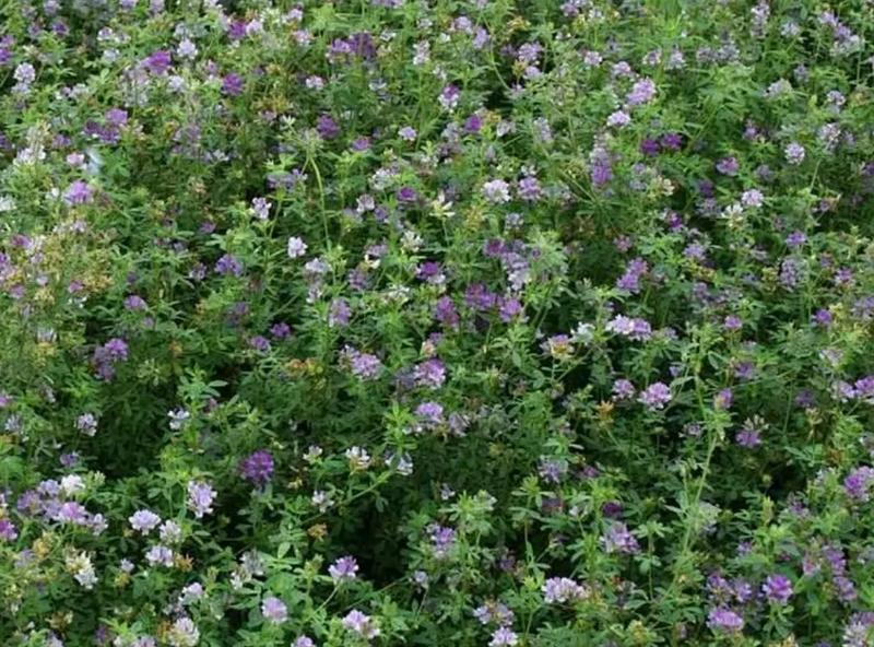进口紫花苜蓿种子苜蓿草牧草种子南方北方多年生耐寒牛羊兔牧