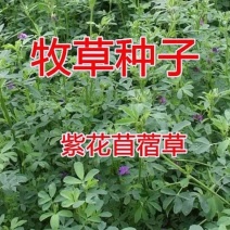 进口紫花苜蓿种子苜蓿草牧草种子南方北方多年生耐寒牛羊兔牧