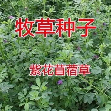 进口紫花苜蓿种子苜蓿草牧草种子南方北方多年生耐寒牛羊兔牧