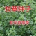 进口紫花苜蓿种子苜蓿草牧草种子南方北方多年生耐寒牛羊兔牧