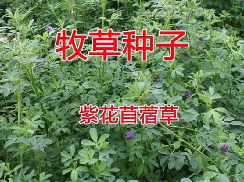 进口紫花苜蓿种子苜蓿草牧草种子南方北方多年生耐寒牛羊兔牧