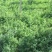 进口紫花苜蓿种子苜蓿草牧草种子南方北方多年生耐寒牛羊兔牧