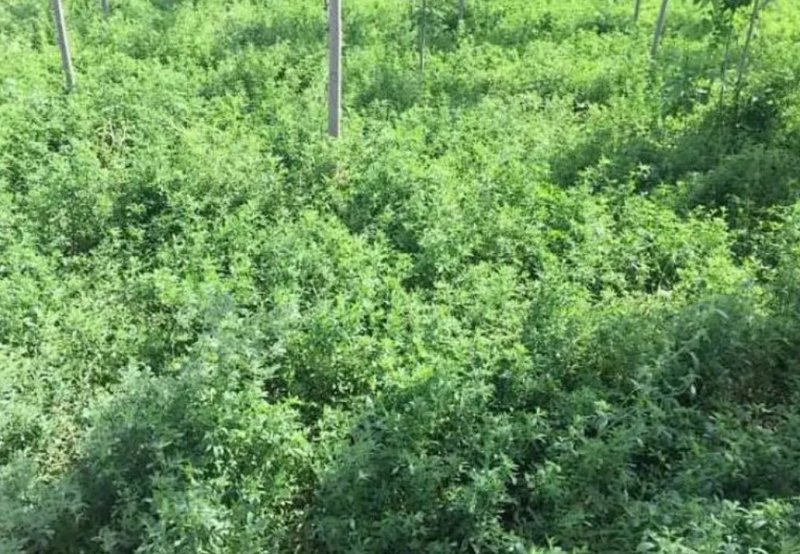 进口紫花苜蓿种子苜蓿草牧草种子南方北方多年生耐寒牛羊兔牧