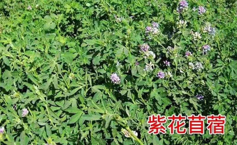 进口紫花苜蓿种子苜蓿草牧草种子南方北方多年生耐寒牛羊兔牧