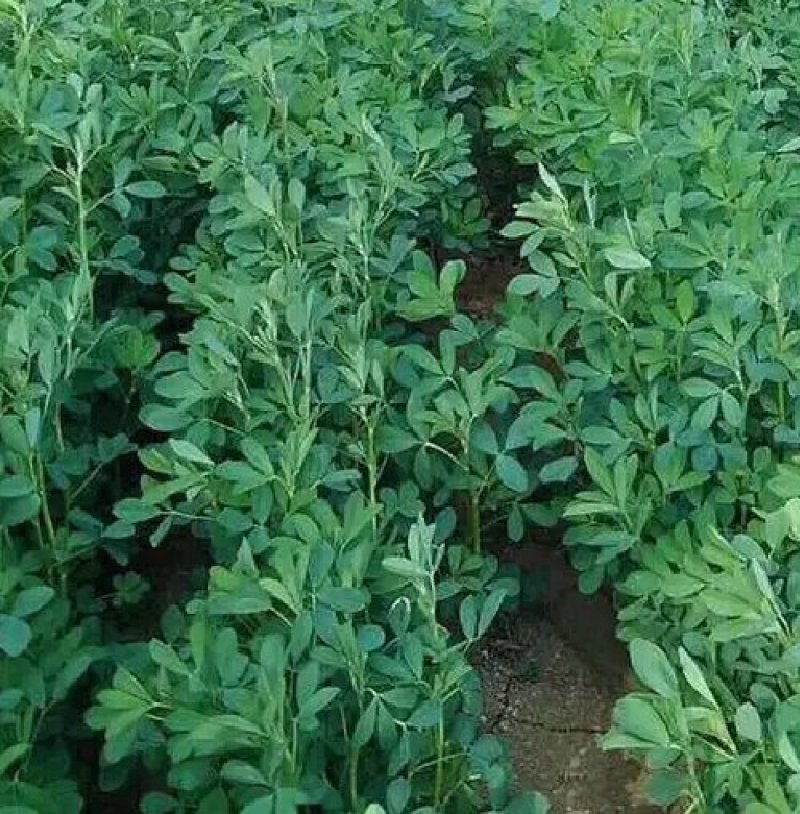 进口紫花苜蓿种子苜蓿草牧草种子南方北方多年生耐寒牛羊兔牧