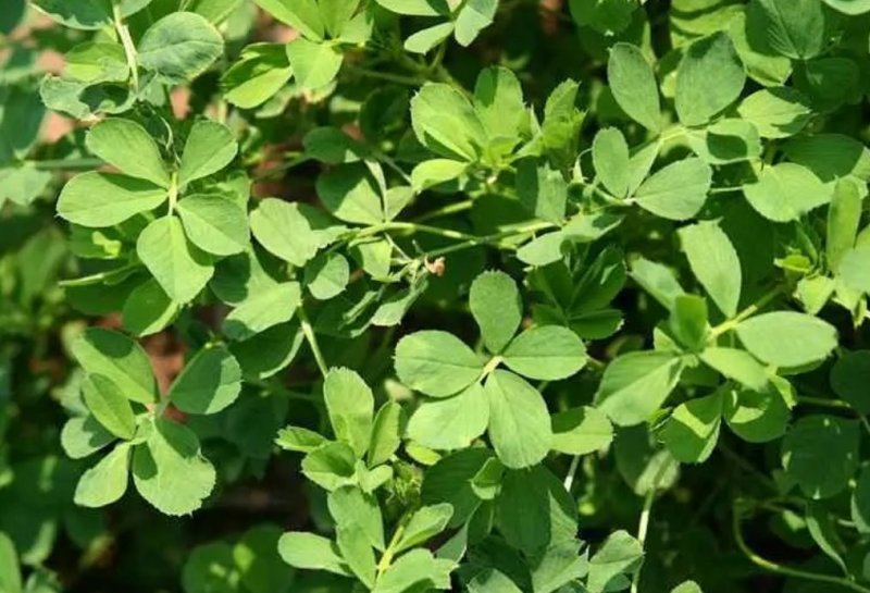 进口紫花苜蓿种子苜蓿草牧草种子南方北方多年生耐寒牛羊兔牧