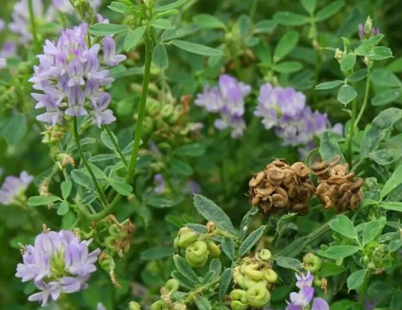 进口紫花苜蓿种子苜蓿草牧草种子南方北方多年生耐寒牛羊兔牧
