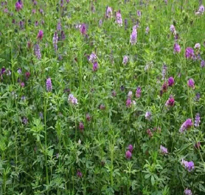 进口紫花苜蓿种子苜蓿草牧草种子南方北方多年生耐寒牛羊兔牧