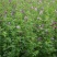 进口紫花苜蓿种子苜蓿草牧草种子南方北方多年生耐寒牛羊兔牧