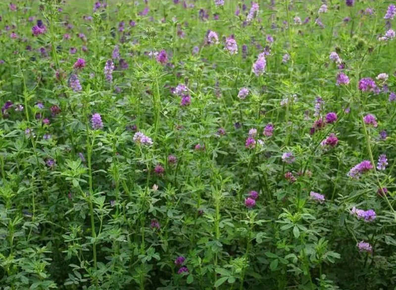 进口紫花苜蓿种子苜蓿草牧草种子南方北方多年生耐寒牛羊兔牧