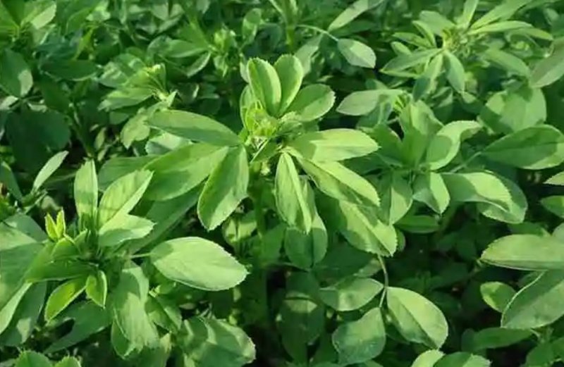 进口紫花苜蓿种子苜蓿草牧草种子南方北方多年生耐寒牛羊兔牧