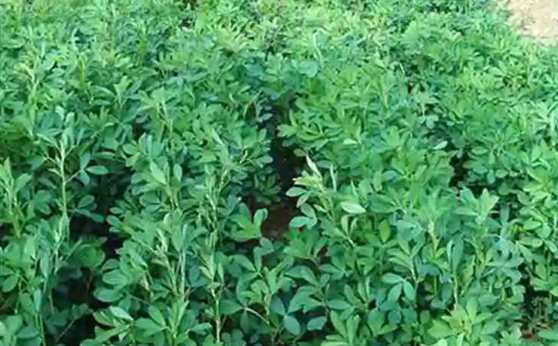 进口紫花苜蓿种子苜蓿草牧草种子南方北方多年生耐寒牛羊兔牧