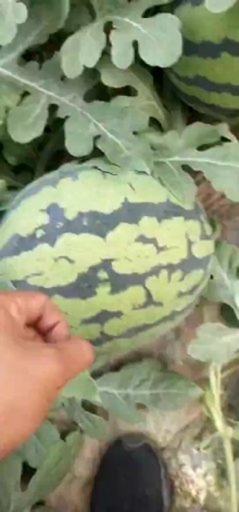 山东潍坊甜王西瓜