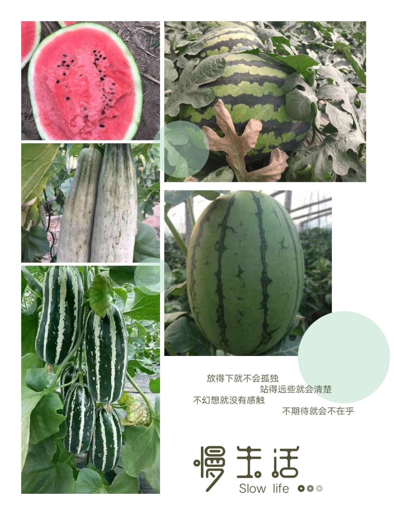 山东潍坊甜王西瓜