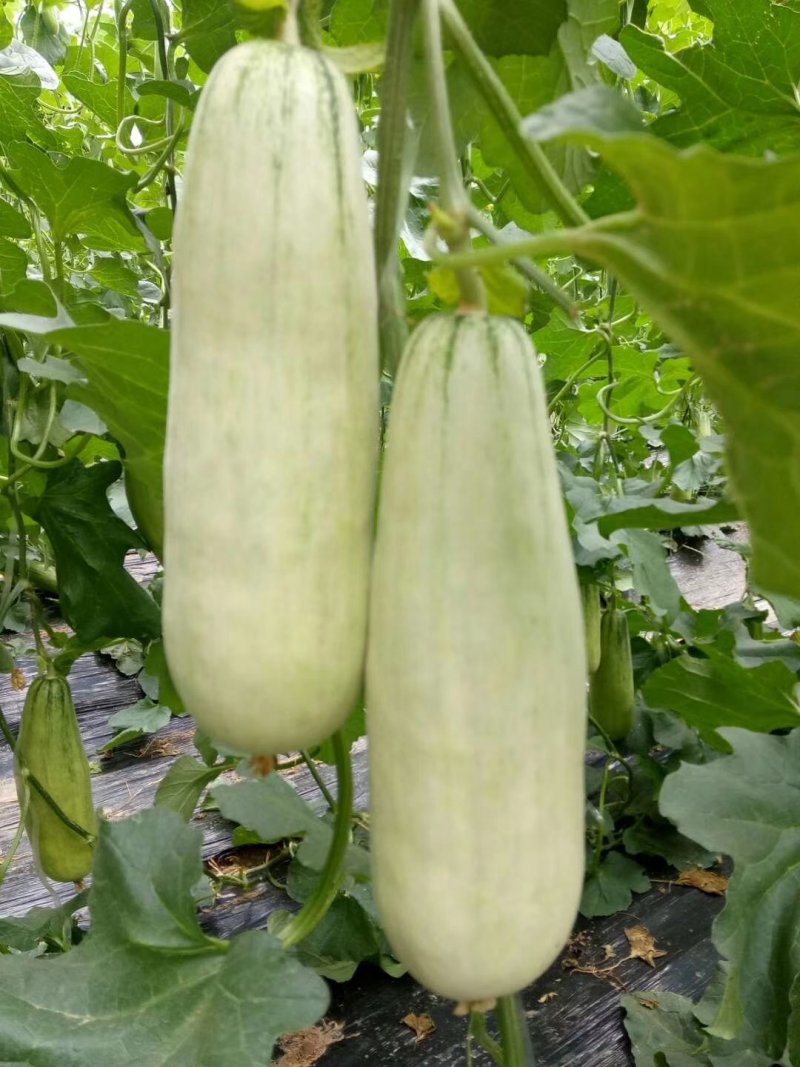 甜瓜供应