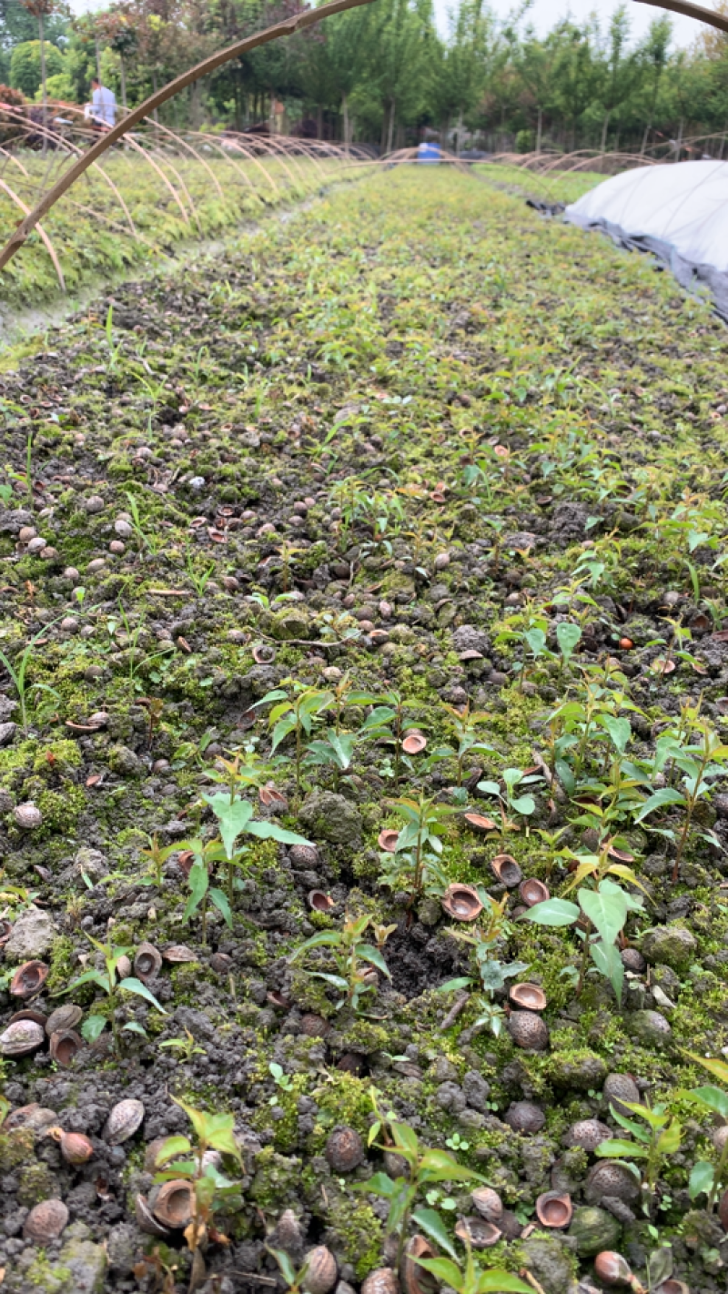 四川青梅酸梅芽苗乌梅毛桃芽苗