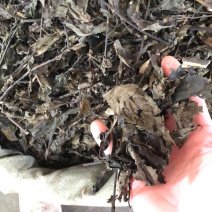 中药材南大青叶广西货条子规格齐全