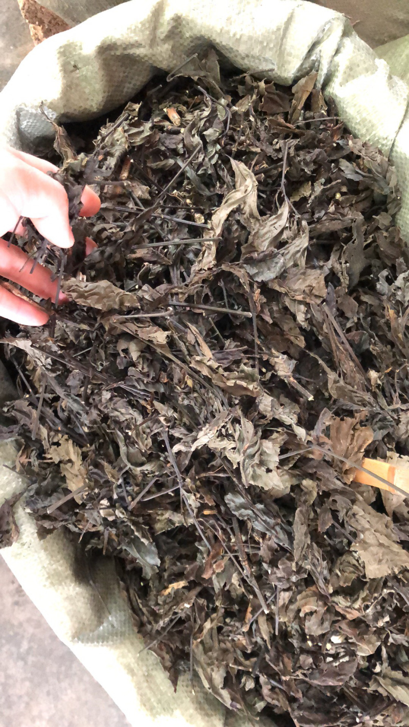 中药材南大青叶广西货条子规格齐全