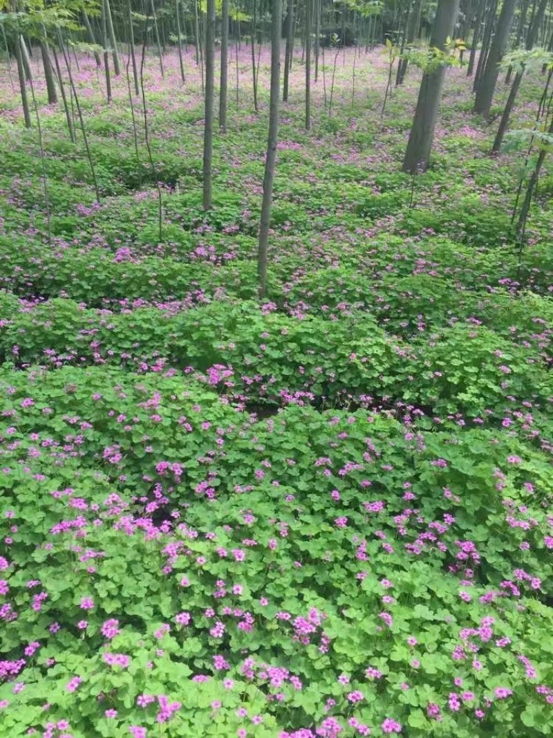 【红花草】红花蘸酱草，红花草，杂酱草，花草