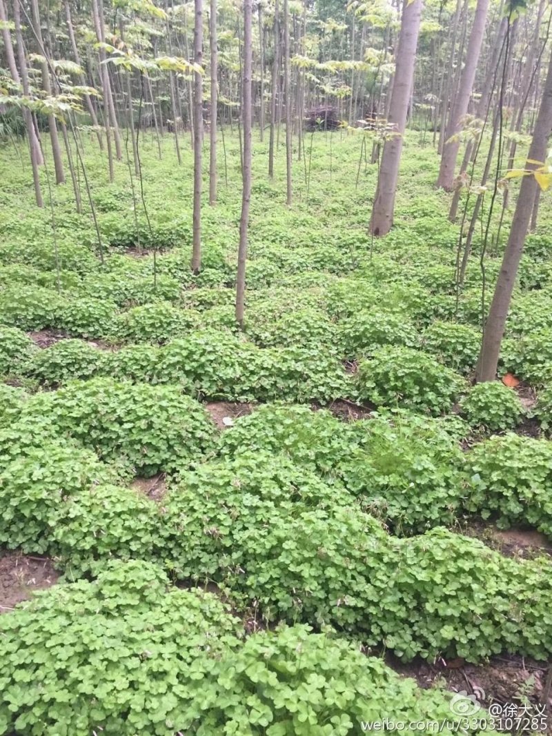 【红花草】红花蘸酱草，红花草，杂酱草，花草
