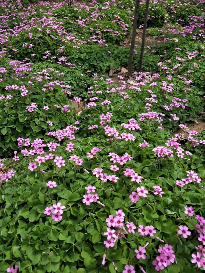 【红花草】红花蘸酱草，红花草，杂酱草，花草