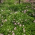 【红花草】红花蘸酱草，红花草，杂酱草，花草