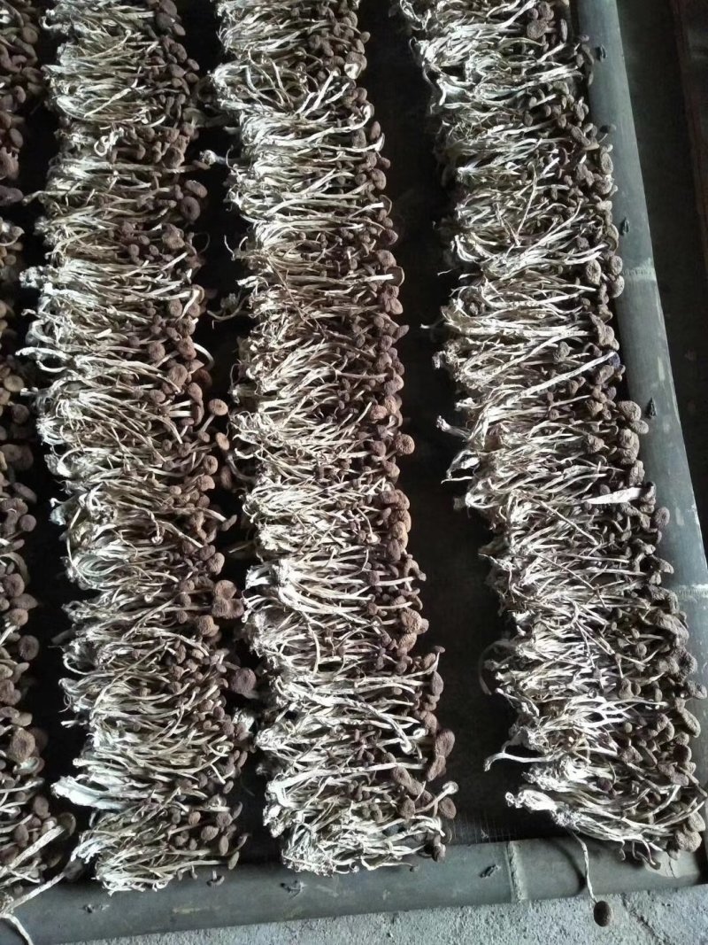 江西广昌茶树菇3号天然无污染无硫磺食用菌