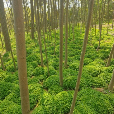 【红花草】红花蘸酱草，红花草，杂酱草，花草