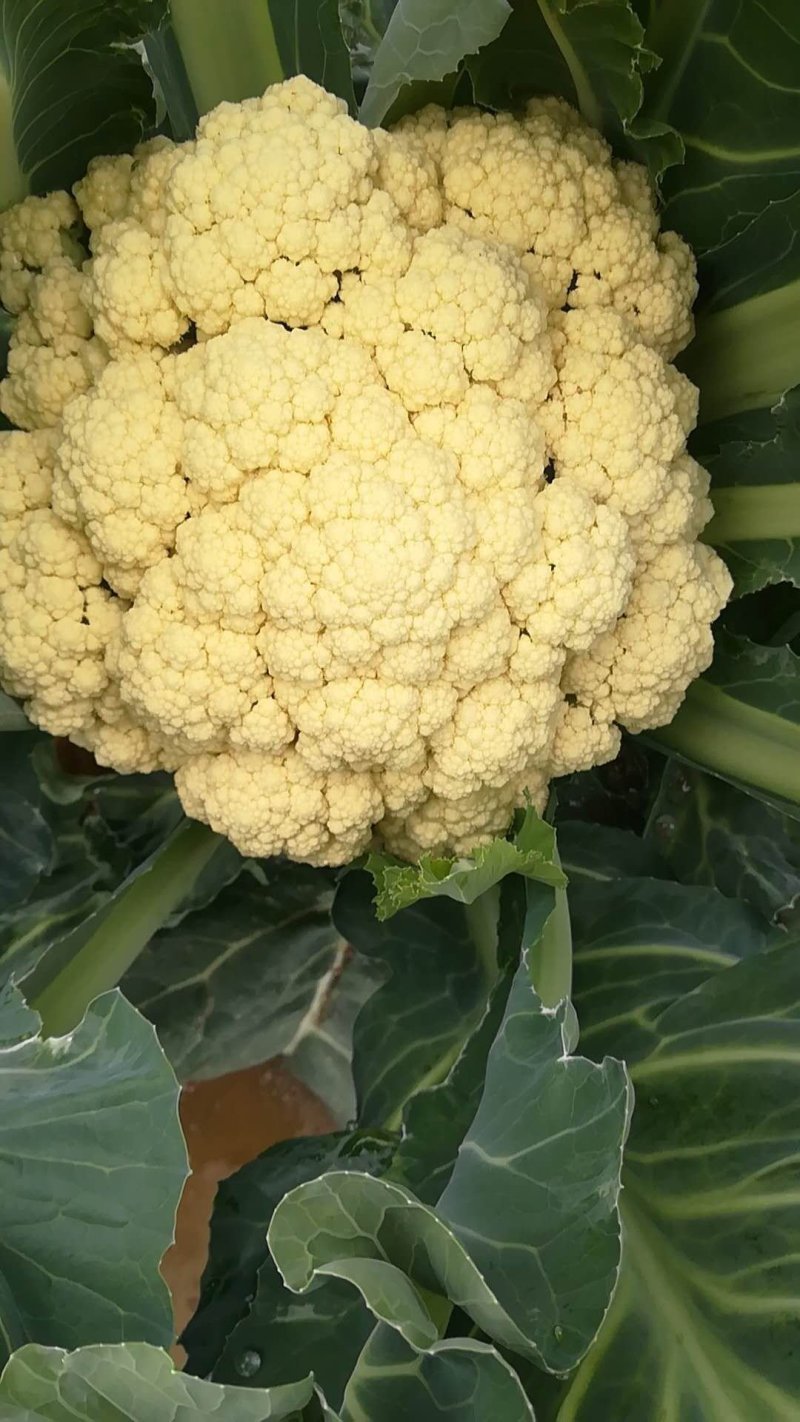 青梗有机花，花球大，新鲜上市精品品质，保质保量，欢迎采购