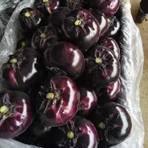 山东省潍坊市青州市紫光圆茄，大量上市了，质量好，价格实惠